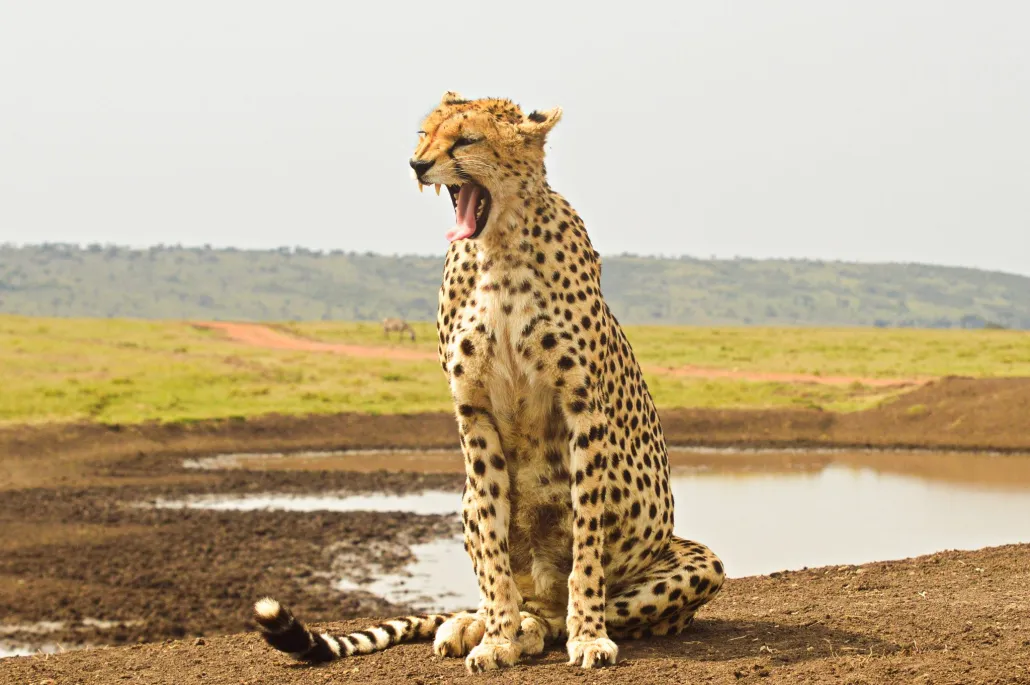 Cover-Image-of-cheetah